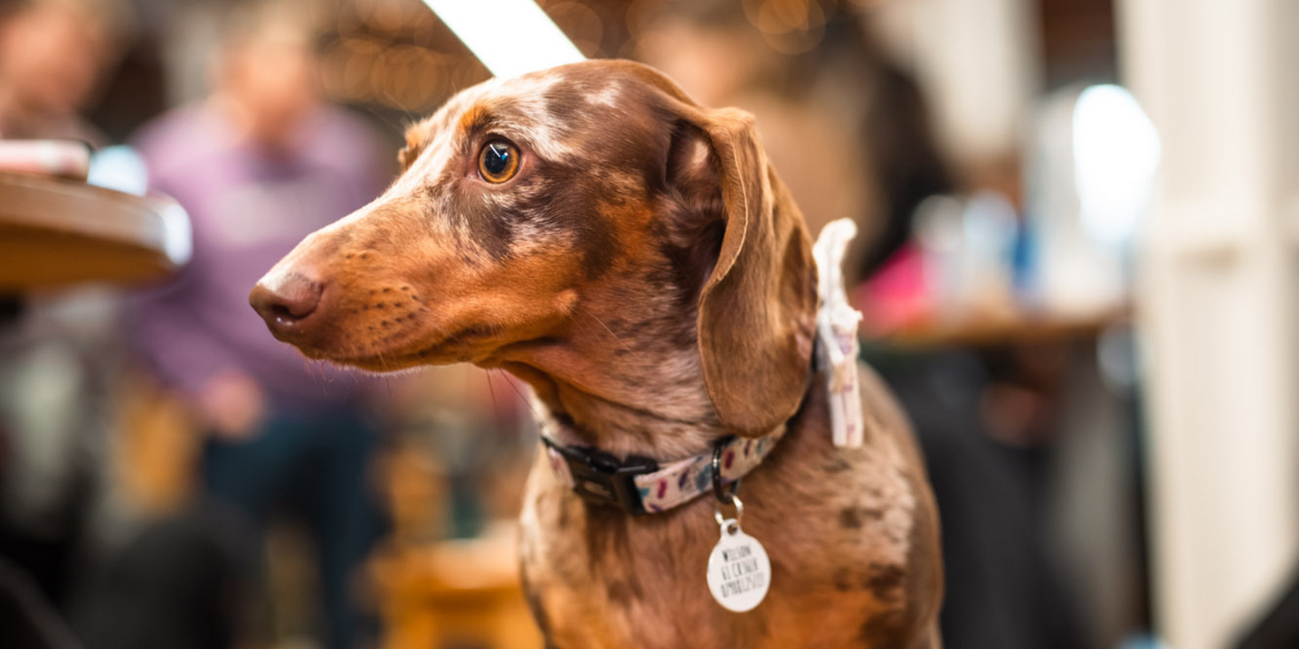 Halloween Dog Events with Pup-up Cafe
